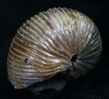 Beautiful Hoploscaphites Nodosus Ammonite #8962-1